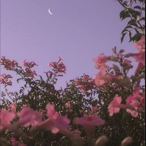 Meet your Posher, Alika